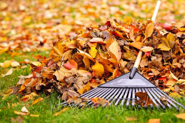 Cost of Leaves Removal in San Mateo
