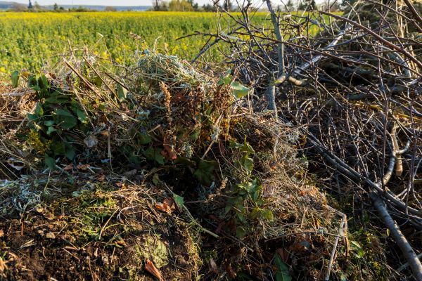 Brush Disposal in San Mateo