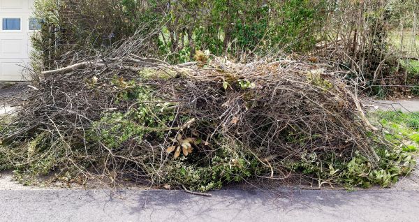 Tree Limb Cleanup in San Mateo