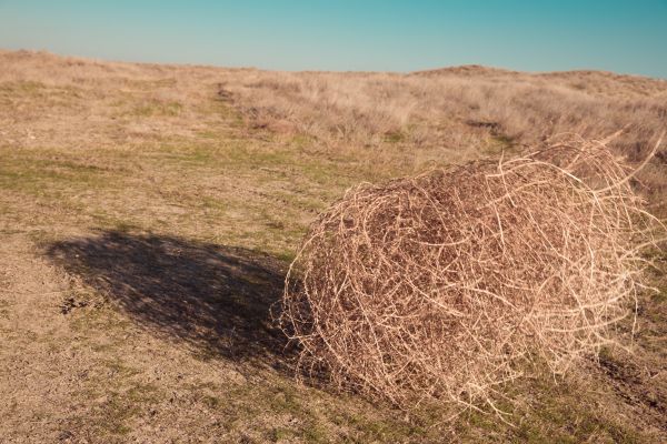 Cost of Tumbleweed Removal in San Mateo
