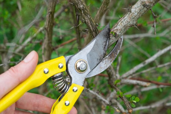 Limbs Removal in San Mateo