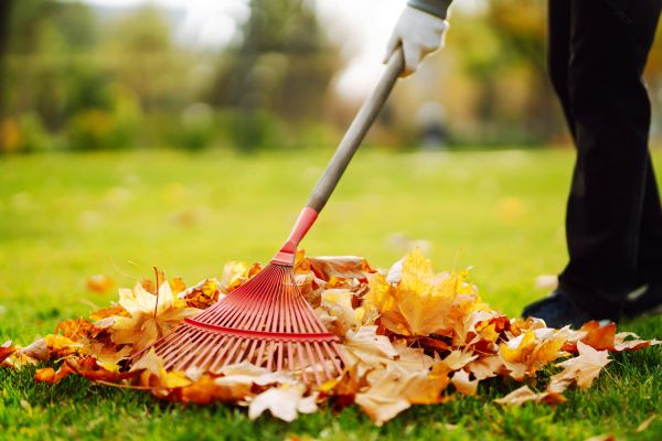 Cost of Ditch Leaf Removal in San Mateo