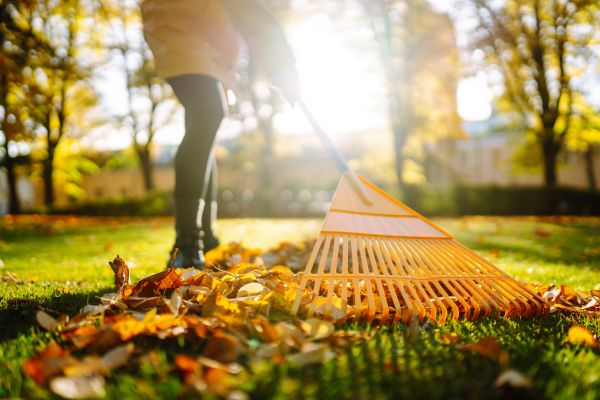 Cost of Leaves Raking in San Mateo
