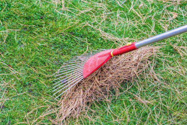 Cost of Yard Raking in San Mateo