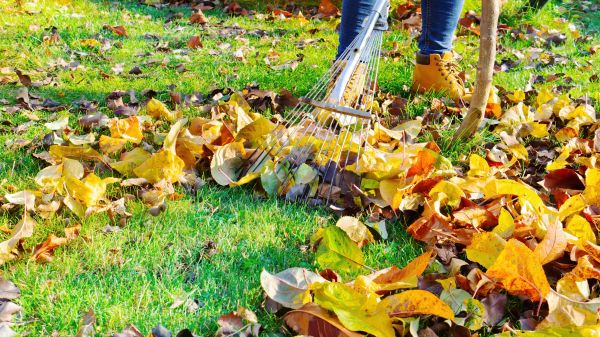 Cost of Lawn Cleanup Service in San Mateo