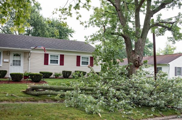 Fallen Branch Removal in San Mateo