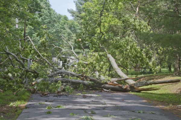 Tree Debris Removal in San Mateo